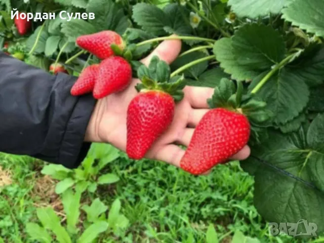‼️🌱Здравеите предлагам разсад Малини Висок Добив Много Сладки и Ароматни  (Люлин1лв) (Полка Глен Ди, снимка 6 - Разсади - 49910225