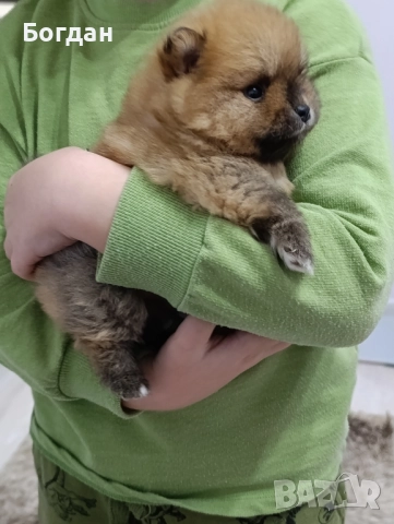 сладки пухкави госпожици , снимка 3 - Померан - 52910178