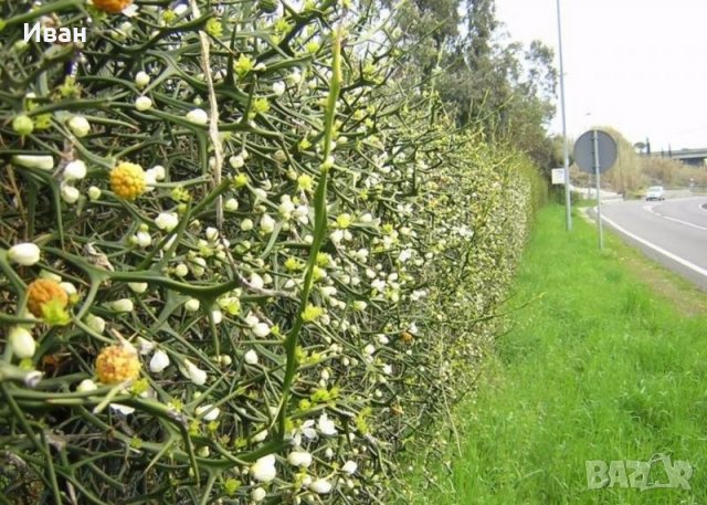 Див лимон (Poncirus trifoliata), снимка 7 - Разсади - 33037314