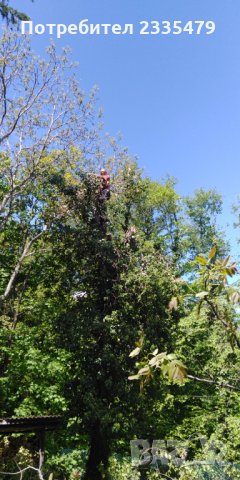 Рязане и кастрене на високи и опасни дървета-абонаментна поддръжкаа , снимка 4 - Майстори - 33056022