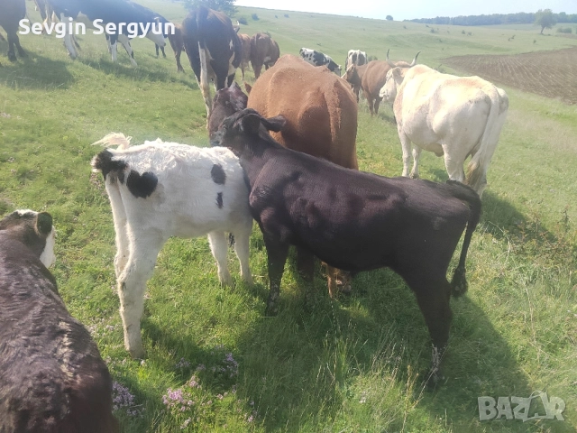 продавам месо обл. Шумен тел. 0897544628, снимка 5 - Крави - 52324871