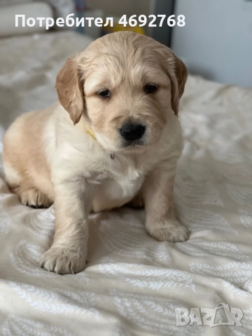 Чистокръвни кученца Голдън Ретривър