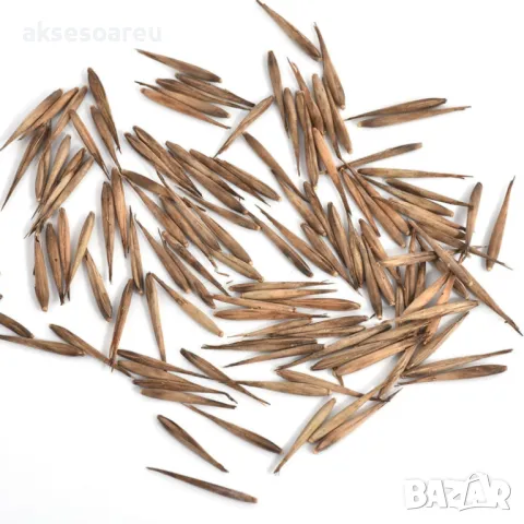 100 качествени Семена от градински горски гигантски бамбук Moso Bambo декоративни растения за дома, снимка 8 - Сортови семена и луковици - 50334620