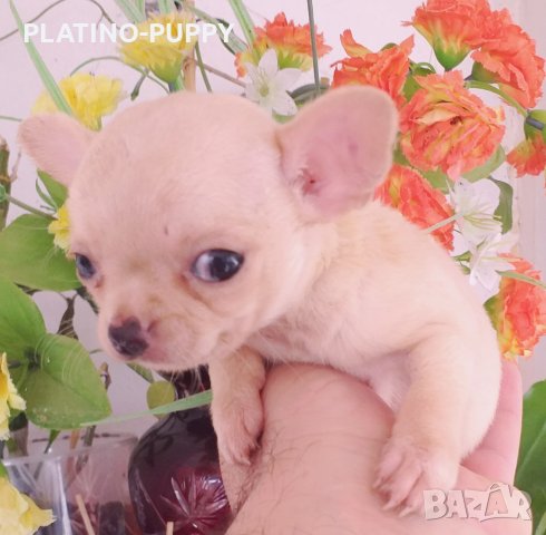 Мини чихуахуа КРЕМ ТОП КАЧЕСТВО, снимка 2 - Чихуахуа - 27553869
