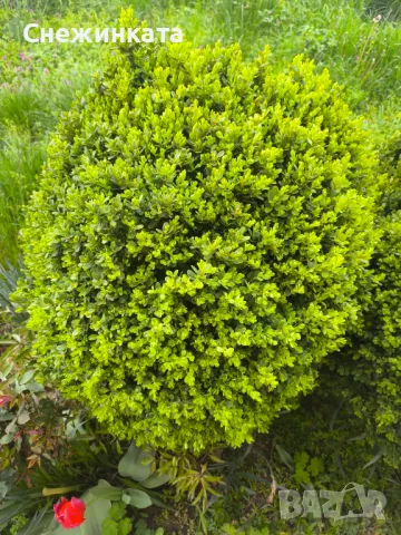 Чемшири- 30-100лв, снимка 9 - Градински цветя и растения - 49939319