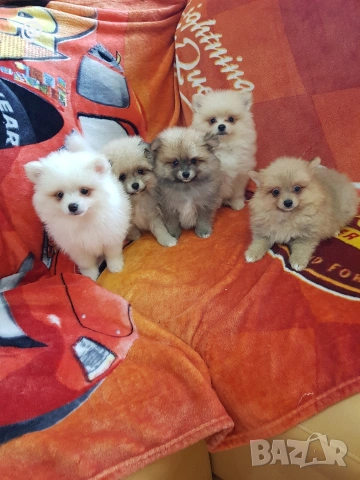 Померан померани померанчета Гр. София, снимка 4 - Померан - 53483732