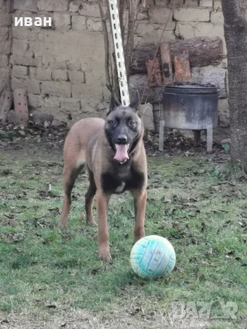 продам белгийски овчарки малиноа , снимка 12 - Белгийска овчарка - 49319194