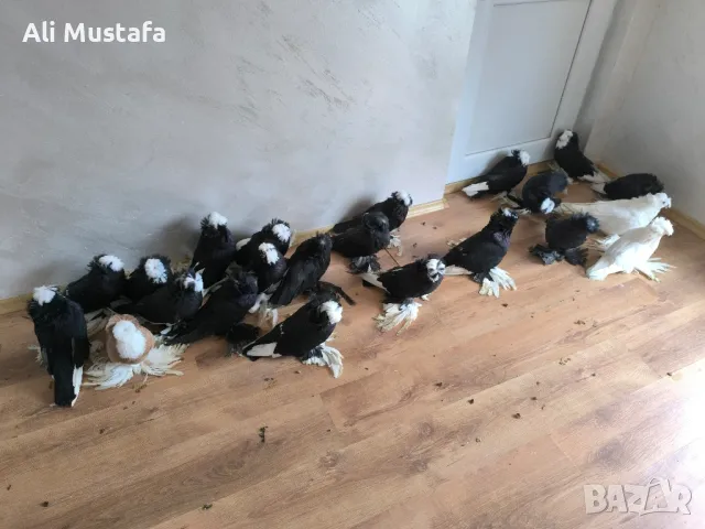 Бухари , снимка 7 - Гълъби - 48210642