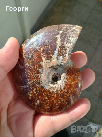 Натурален Амунит-82