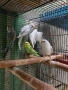 неразделки и вълнисти папагали, снимка 4