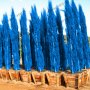 100 бр. семена кипарис синя елха бор сини иглолистни кипарисови дървета бонсай екзотични за градина , снимка 2