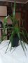 Стайна палма Юка 70см., снимка 1