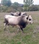 Продавам телета Херефорд и Сиво искърско говедо, снимка 1 - Крави - 43862751