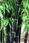 100 бр бамбукови семена градински растения Черен цвят бамбук Moso-Bamboo за декорация на градината д, снимка 6