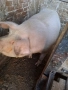 Продавам свиня , снимка 2
