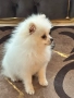 Куче померан шпиц, снимка 2