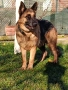 Продавам немска овчарка на година и половина не е агресивен кастриран за повече информация 089903513, снимка 7