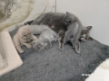Британски късокосмести чистокръвни котенца. , снимка 6