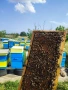 Пчелни отводки 2026, снимка 2