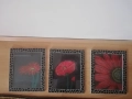 Картини "Цветя", комплект от 3 броя, всяка една с размери 23,5/28,5 см. Рамките са включени в цената, снимка 2
