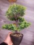 Бонсай , Бонзай, снимка 4