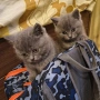 Британски котенца, снимка 7