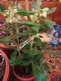Ягодово дърво - Arbutus unedo и Arbutus unedo Rubra, снимка 1 - Стайни растения - 37512803