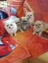 Померан померани померанчета Гр. София, снимка 4