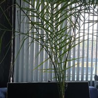 финикова палма, снимка 4 - Стайни растения - 35208757