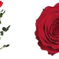 Естествени стабилизирани рози и цвят роза-за дома, подарък, декорация с мъх, снимка 2 - Декорация за дома - 31836873
