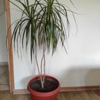 Палма-Драцена, снимка 1 - Стайни растения - 43926762