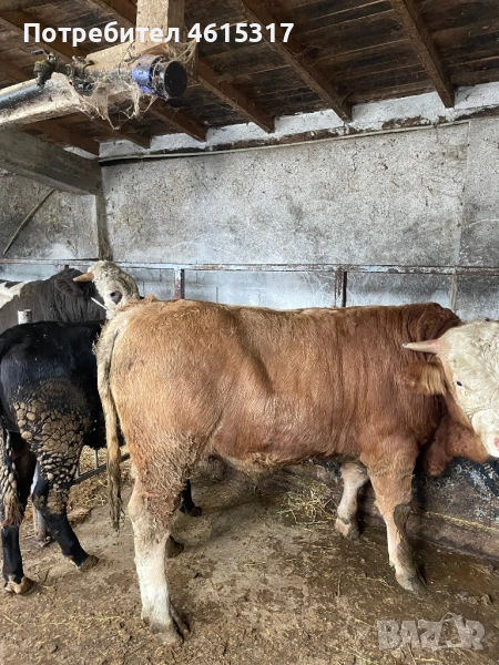 Продавам телета и телешко месо, снимка 1