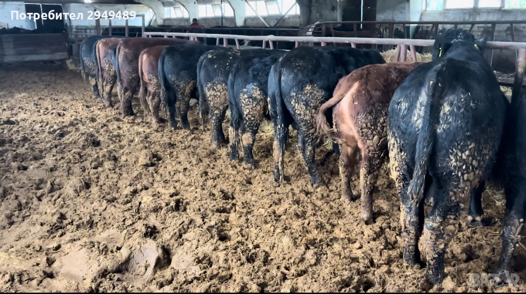 Месодайни телета, снимка 1