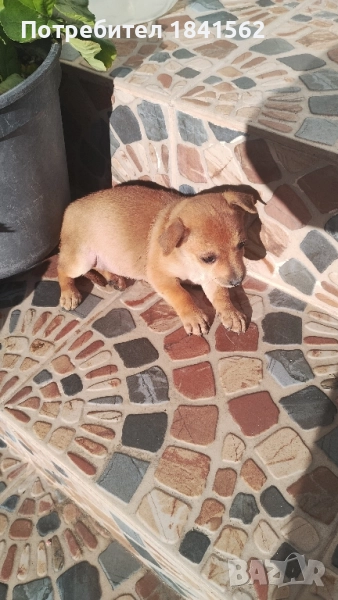 Продават се , снимка 1