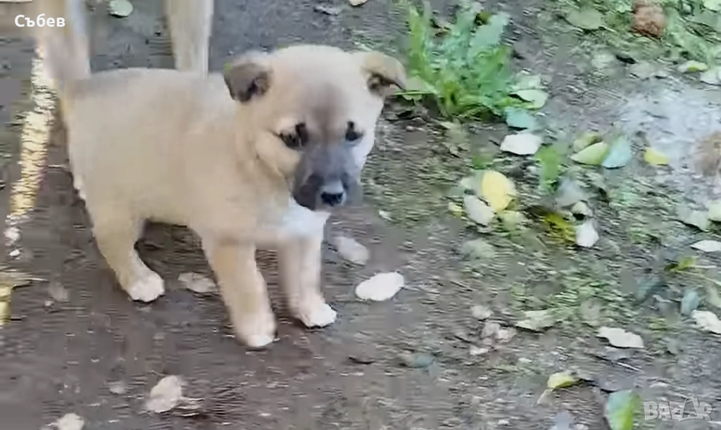 кученца търсят осиновители, снимка 1