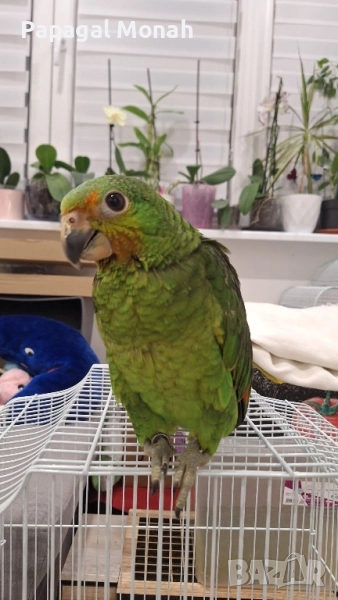 Ръчно хранени папагали Амазони , снимка 1