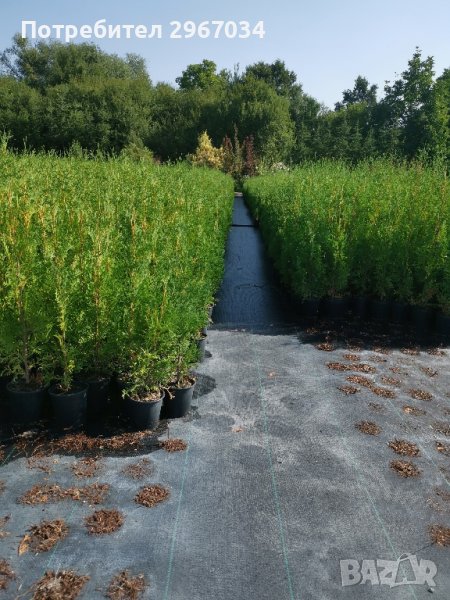 туя фастигията над един метър височина цена 8лева във дволитрови контейнери , снимка 1