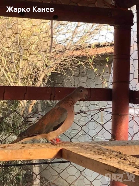 Сенегалски гургулици, снимка 1