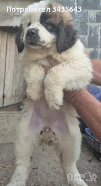 Санбернари-чистокръвни, снимка 1