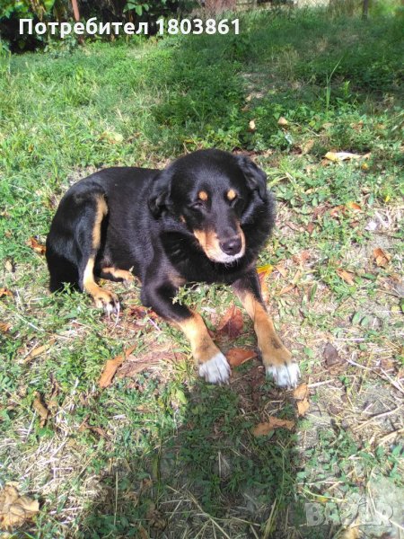 Подарявам уникално куче, снимка 1