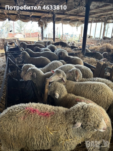 Продавам агнета и овце , снимка 1