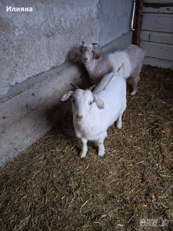 Продавам две женски ярета, снимка 1