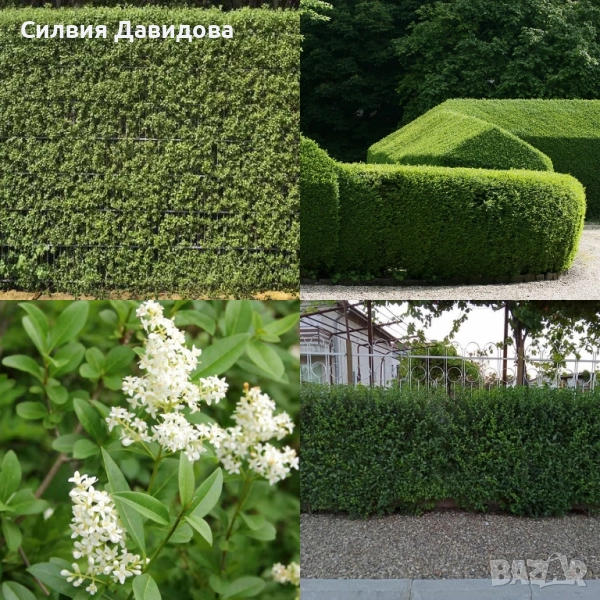 0.70 лв. Лигуструм на корен, снимка 1