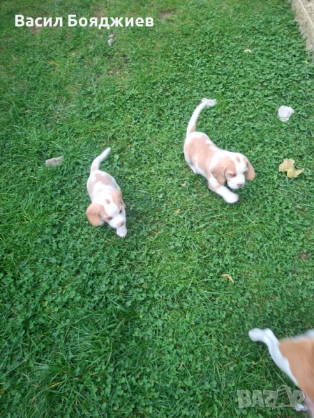 Бигъл ,Чистокръвни лимонени бигълчета , снимка 1