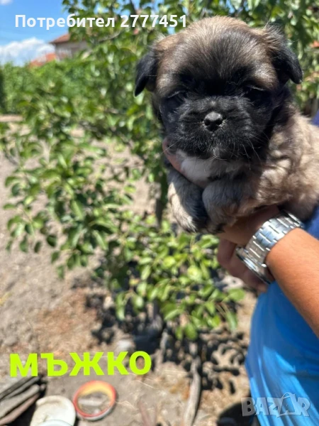 Пекинез, пекинезчета, снимка 1