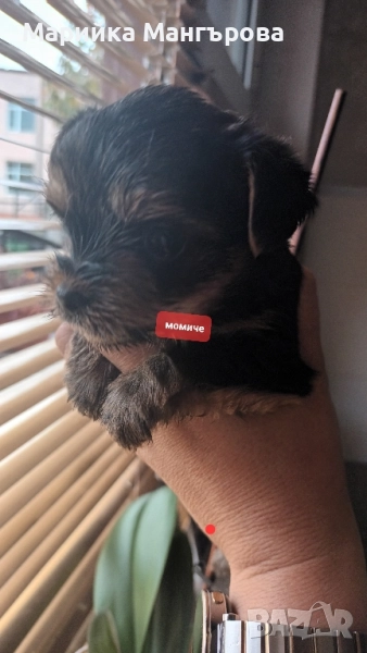 Мини Йорки.Много са игриви *, снимка 1