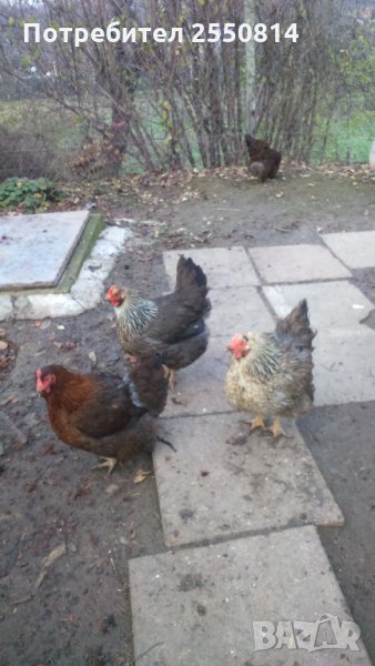 Оплодени яйца от породисти Катунски кокошки, снимка 1