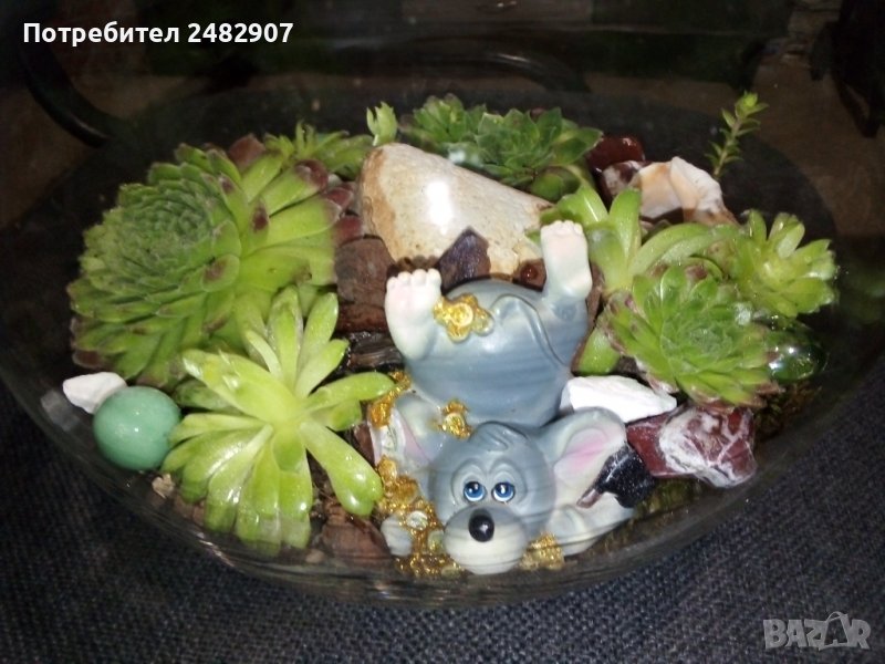 Сукуленти в стъкло в Изкуствени цветя в гр. Монтана - ID37678106 — Bazar.bg