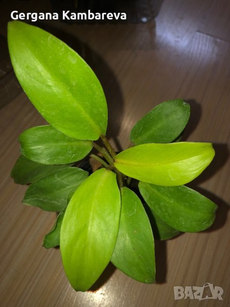 Philodendron Malay Gold , снимка 1