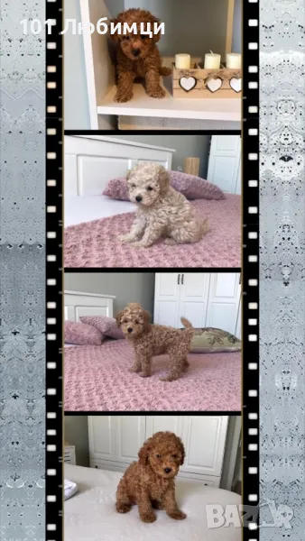 Пудели Той и Мини с родословие, снимка 1